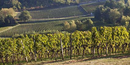 Château Joanoin Bécot - Weinberge Castillon Côte de Bordeaux